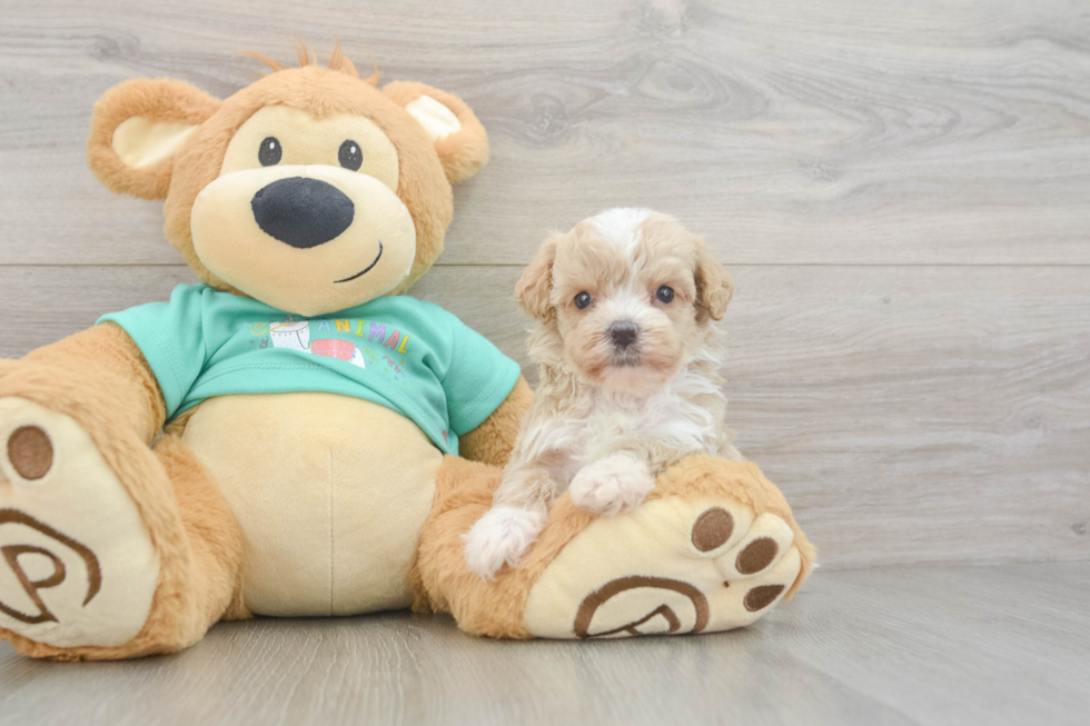 Fluffy Maltipoo Poodle Mix Pup