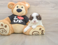 7 week old Maltipoo Puppy For Sale - Pilesgrove Pups