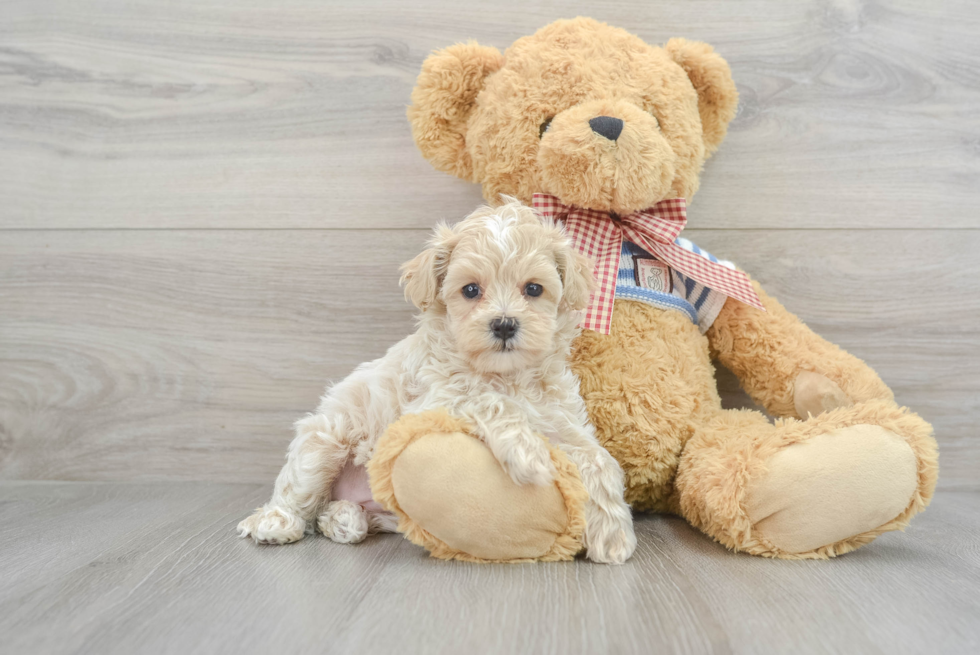 Small Maltipoo Baby