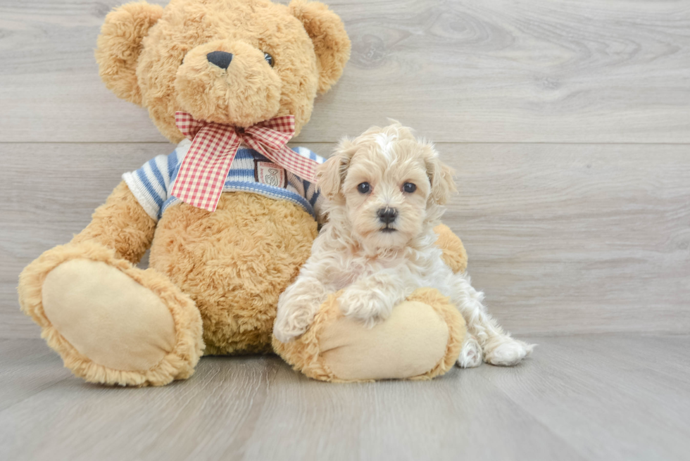 Maltipoo Pup Being Cute