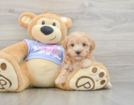 8 week old Maltipoo Puppy For Sale - Pilesgrove Pups
