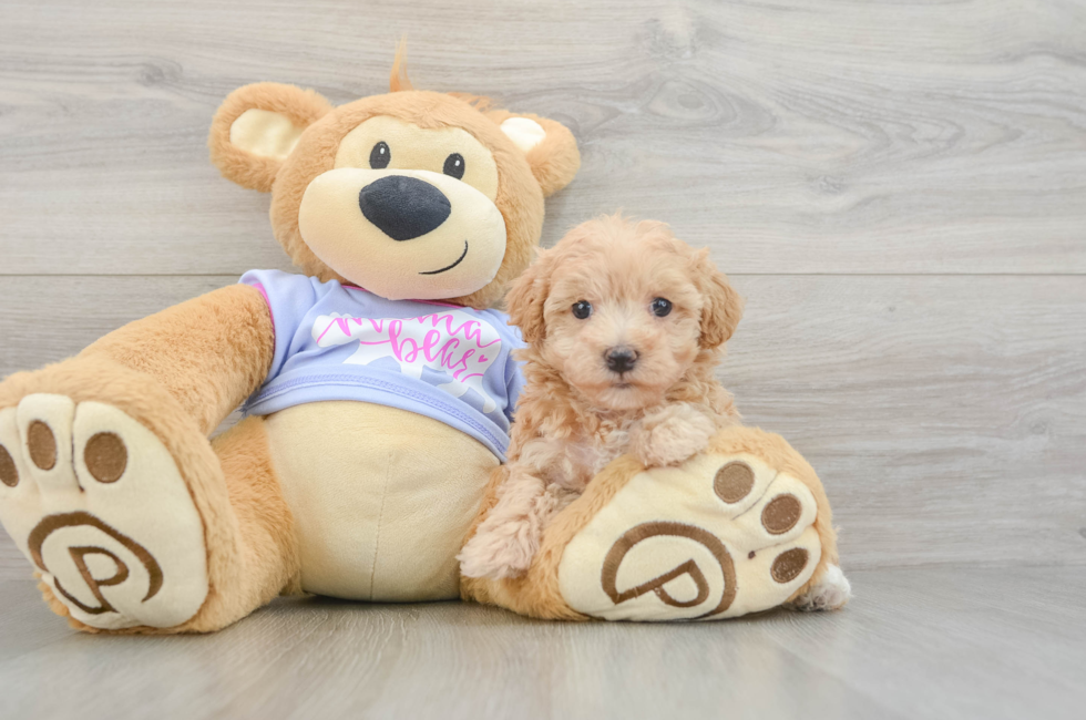 5 week old Maltipoo Puppy For Sale - Pilesgrove Pups