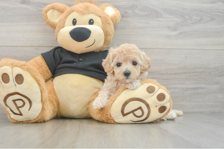 Maltipoo Puppy for Adoption