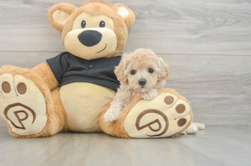 5 week old Maltipoo Puppy For Sale - Pilesgrove Pups