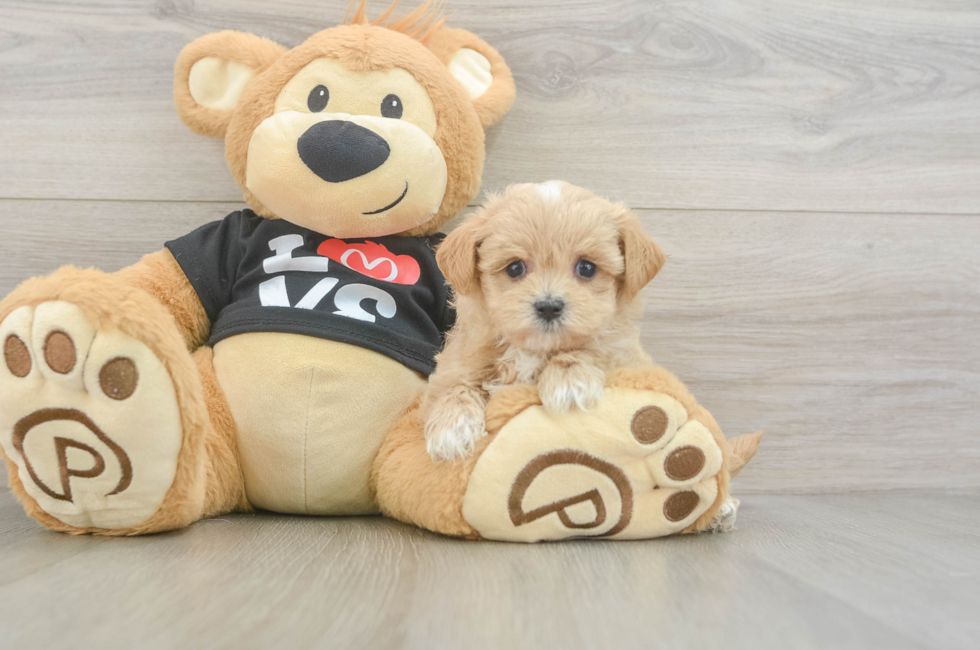 5 week old Maltipoo Puppy For Sale - Pilesgrove Pups