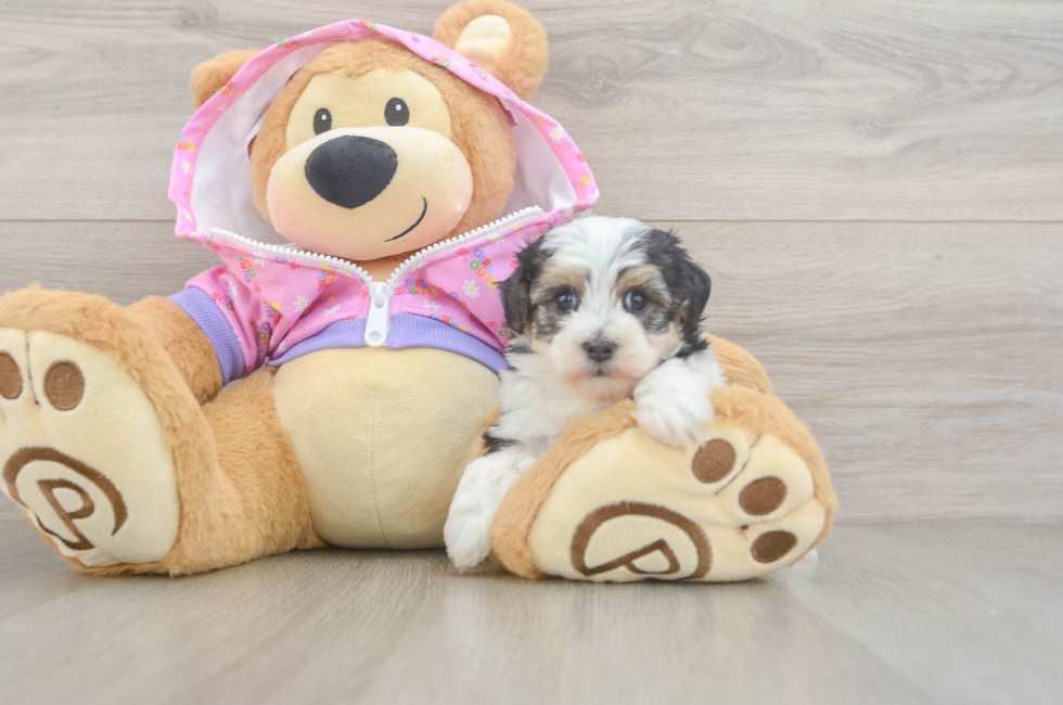 5 week old Maltipoo Puppy For Sale - Pilesgrove Pups