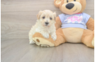 Happy Maltipoo Baby