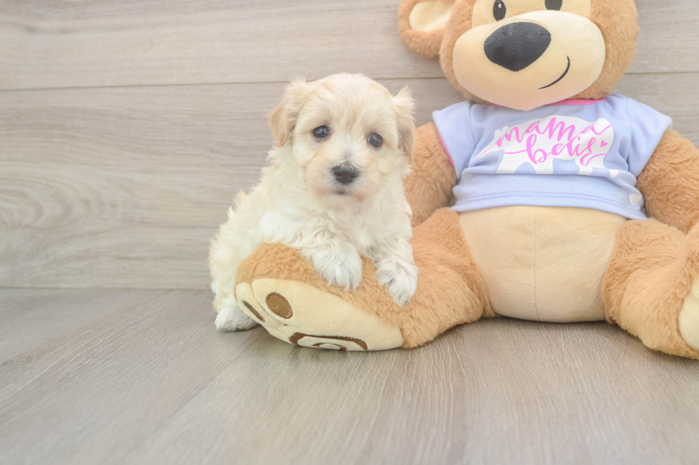Happy Maltipoo Baby