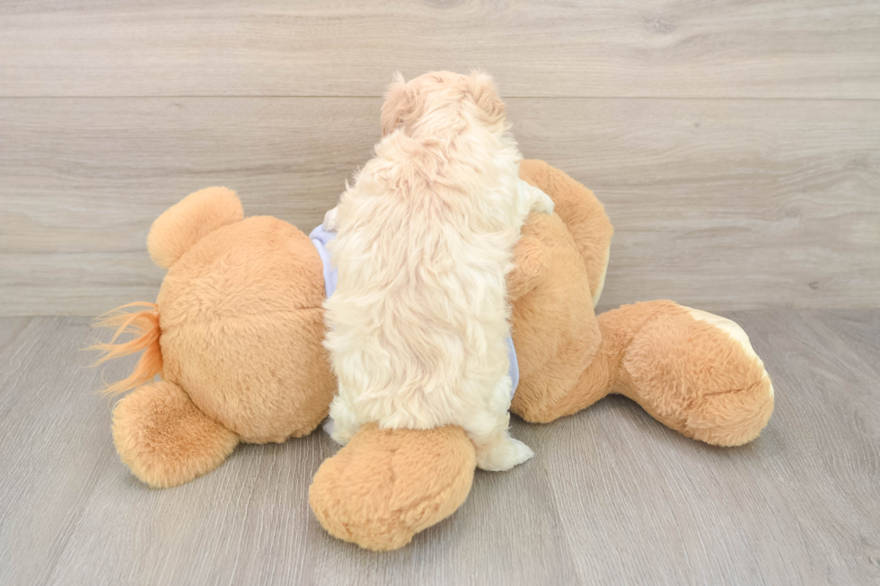 Maltipoo Puppy for Adoption