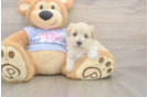 Fluffy Maltipoo Poodle Mix Pup