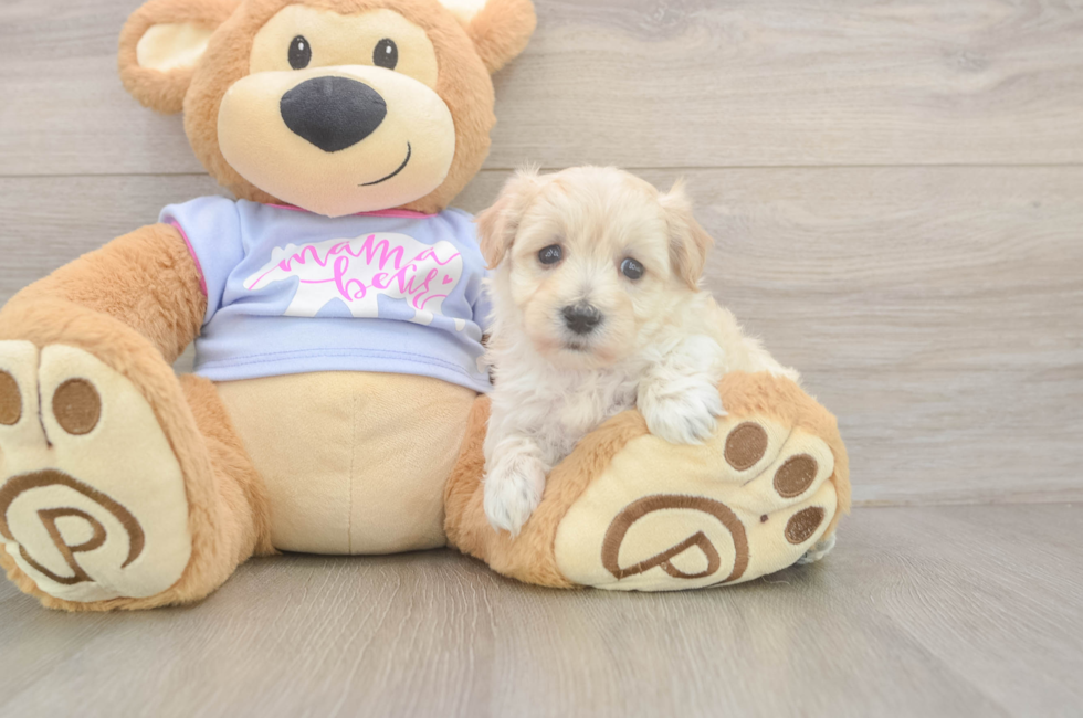 5 week old Maltipoo Puppy For Sale - Pilesgrove Pups
