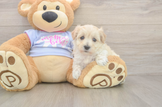 Fluffy Maltipoo Poodle Mix Pup