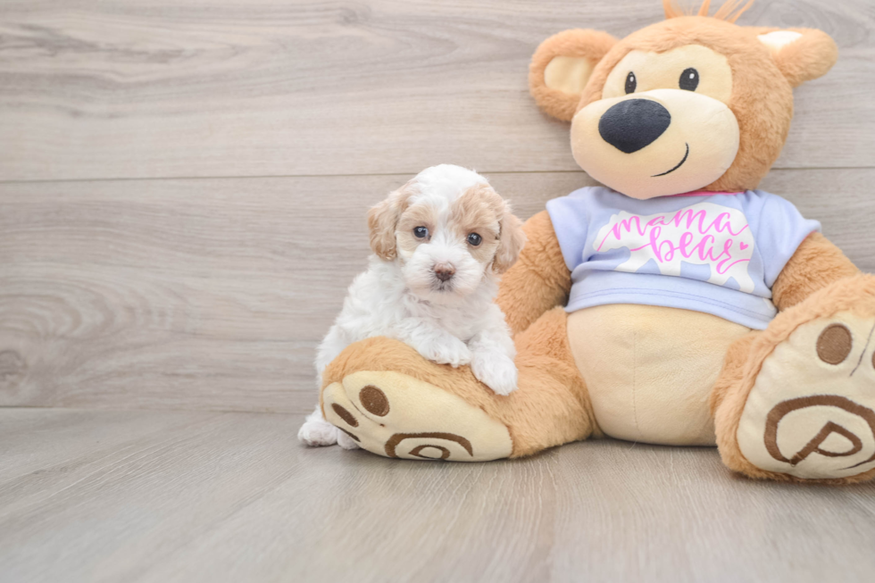 Maltipoo Puppy for Adoption