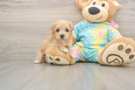 Sweet Maltipoo Baby