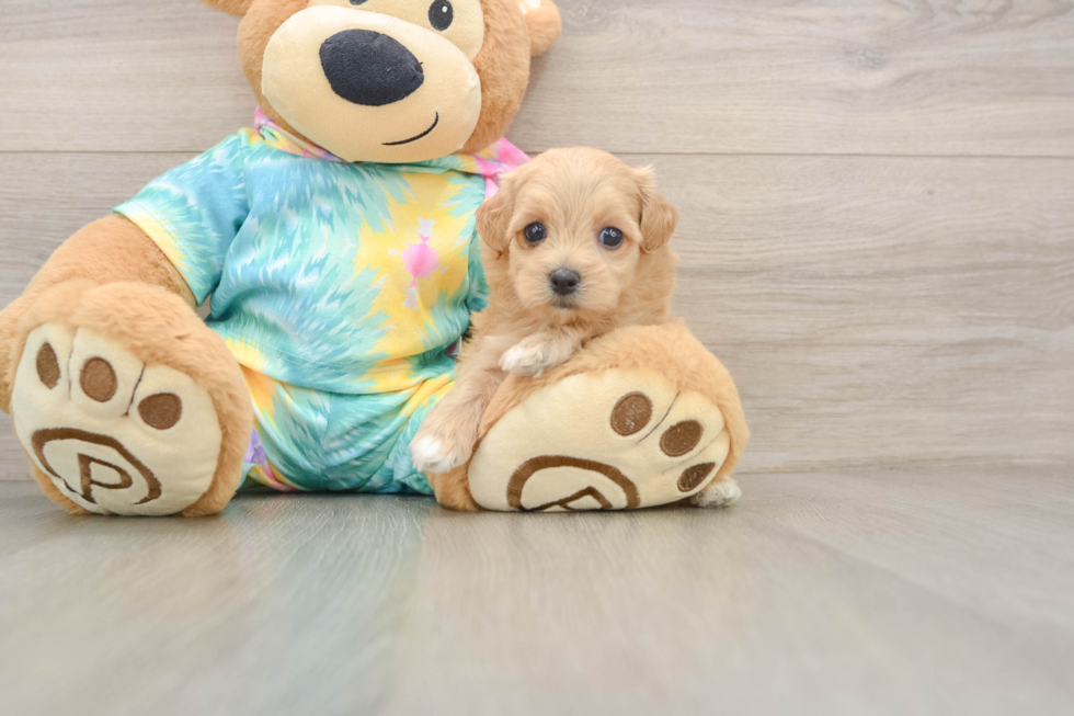 Maltipoo Pup Being Cute
