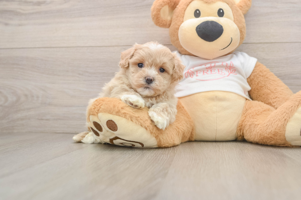 Fluffy Maltipoo Poodle Mix Pup