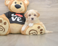 8 week old Maltipoo Puppy For Sale - Pilesgrove Pups