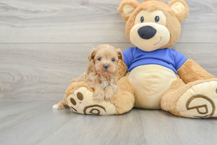 Energetic Moodle Poodle Mix Puppy