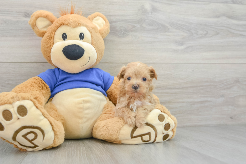 Maltipoo Pup Being Cute