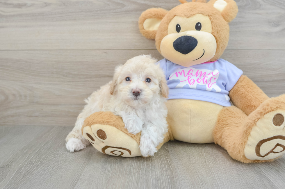 5 week old Maltipoo Puppy For Sale - Pilesgrove Pups