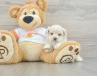 8 week old Maltipoo Puppy For Sale - Pilesgrove Pups