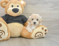 8 week old Maltipoo Puppy For Sale - Pilesgrove Pups