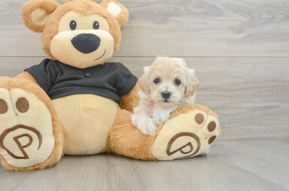 5 week old Maltipoo Puppy For Sale - Pilesgrove Pups