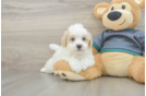 Sweet Maltipoo Baby
