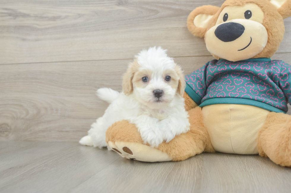 Sweet Maltipoo Baby