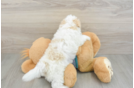 Best Maltipoo Baby