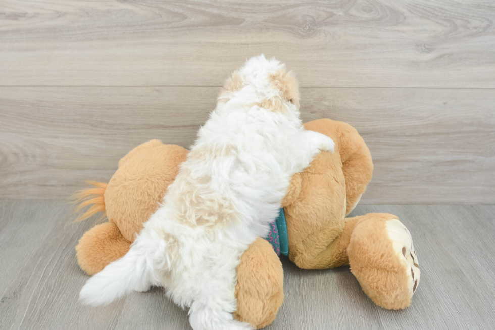 Best Maltipoo Baby