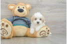 Maltipoo Puppy for Adoption
