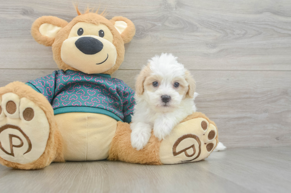 5 week old Maltipoo Puppy For Sale - Pilesgrove Pups