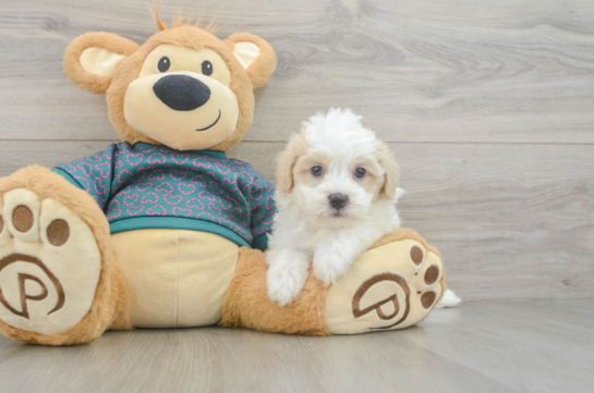 Maltipoo Puppy for Adoption