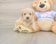 7 week old Maltipoo Puppy For Sale - Pilesgrove Pups