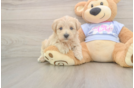 Happy Maltipoo Baby