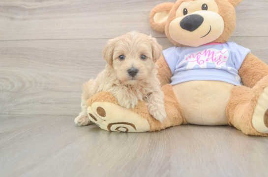Happy Maltipoo Baby