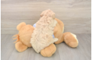 Maltipoo Puppy for Adoption