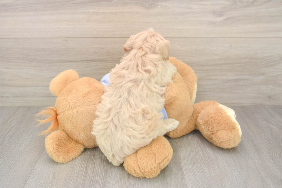 Maltipoo Puppy for Adoption