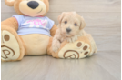 Smart Maltipoo Poodle Mix Pup