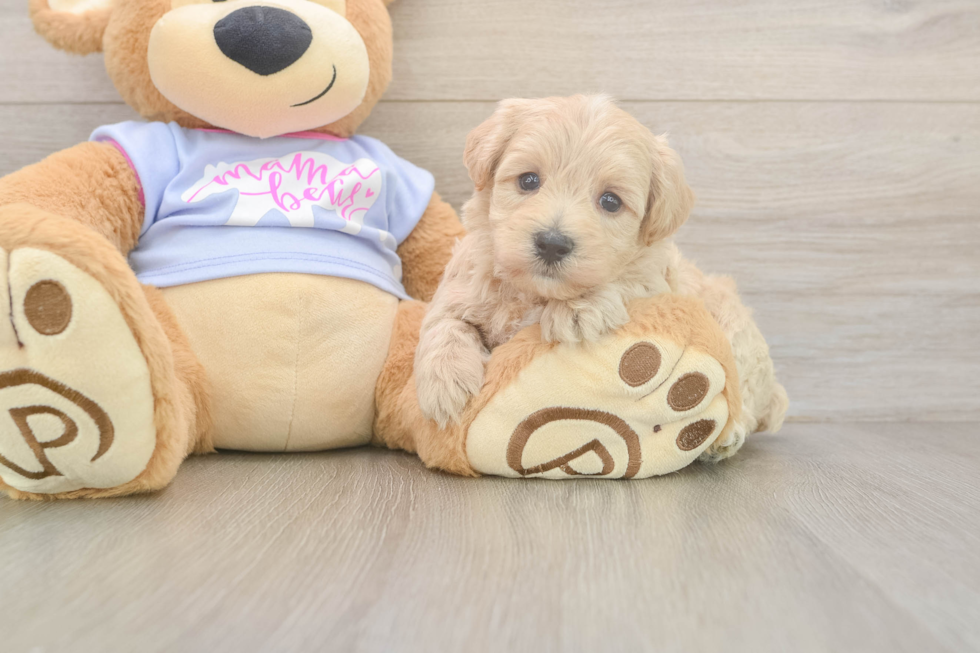 Smart Maltipoo Poodle Mix Pup