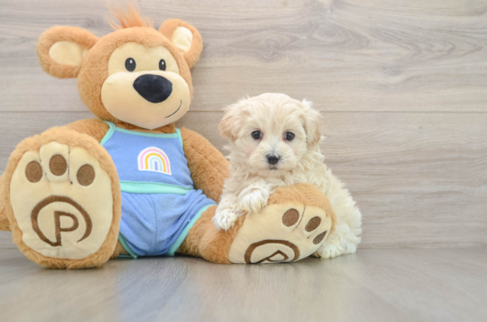 Maltipoo Pup Being Cute