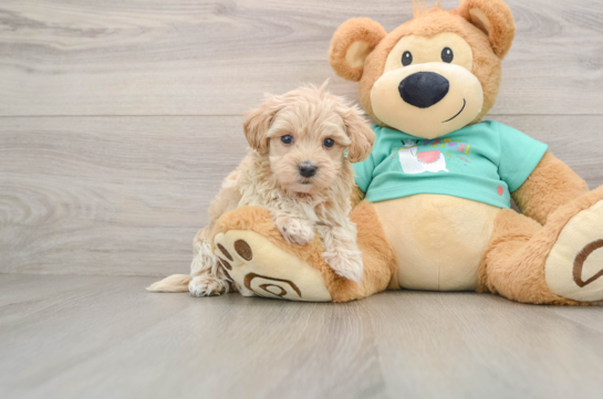 Maltipoo Puppy for Adoption