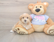 8 week old Maltipoo Puppy For Sale - Pilesgrove Pups