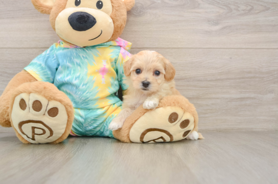 Adorable Maltidoodle Poodle Mix Puppy