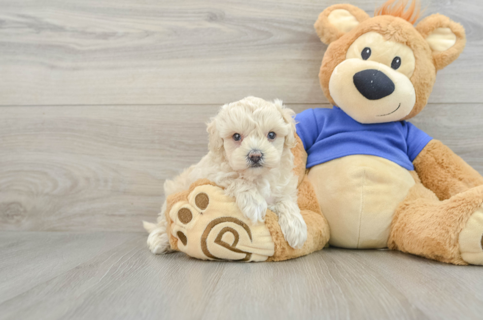 7 week old Maltipoo Puppy For Sale - Pilesgrove Pups