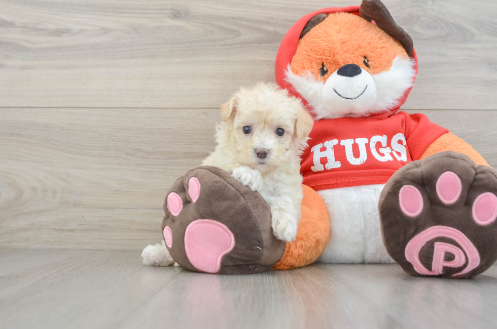 7 week old Maltipoo Puppy For Sale - Pilesgrove Pups