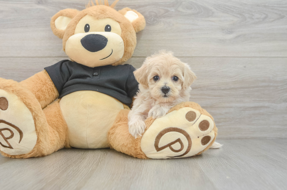 5 week old Maltipoo Puppy For Sale - Pilesgrove Pups