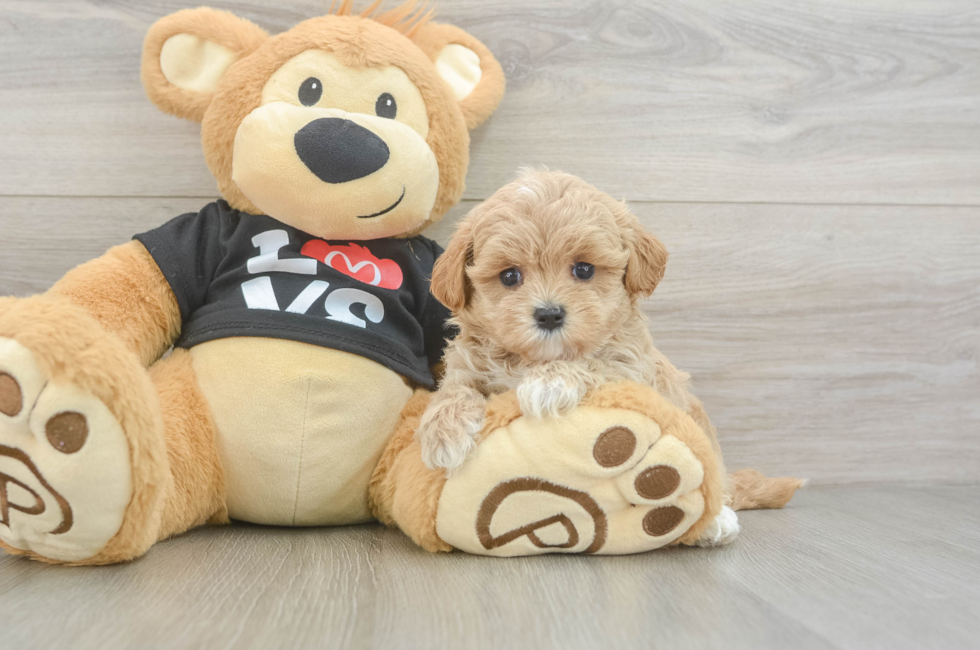 5 week old Maltipoo Puppy For Sale - Pilesgrove Pups