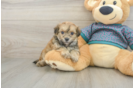 Best Maltipoo Baby